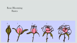 Rose Blooming Basics, 5 drawings of a rose a different stages of blooming, from bud to full open
